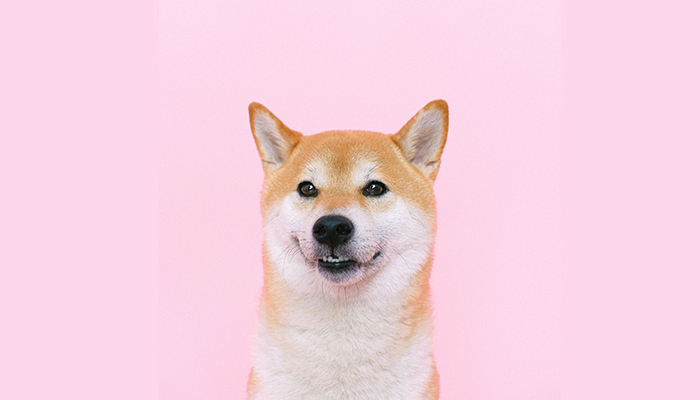 Shiba Inu