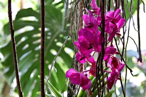 Orquídeas Epífitas