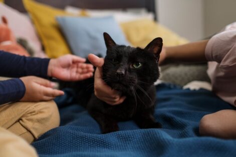 Veja cuidados que ajudam a criar um espaço que respeita as necessidades naturais do gato