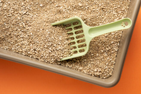 Areias de maior rendimento, limpeza frequente e escolha adequada da caixa ajudam a reduzir custos e melhoram a eficiência na rotina de cuidados com o gato