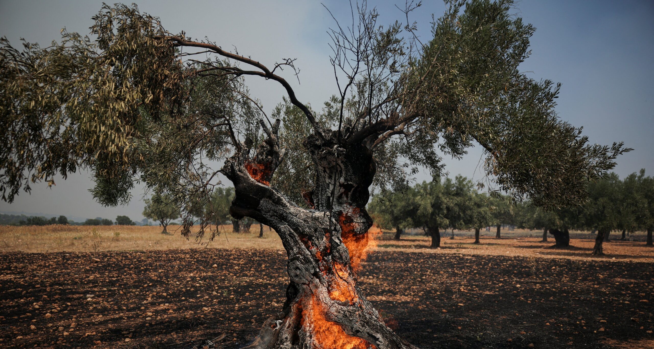Azeite sob ameaça: calor extremo e incêndios na Europa - Imagem do artigo original
