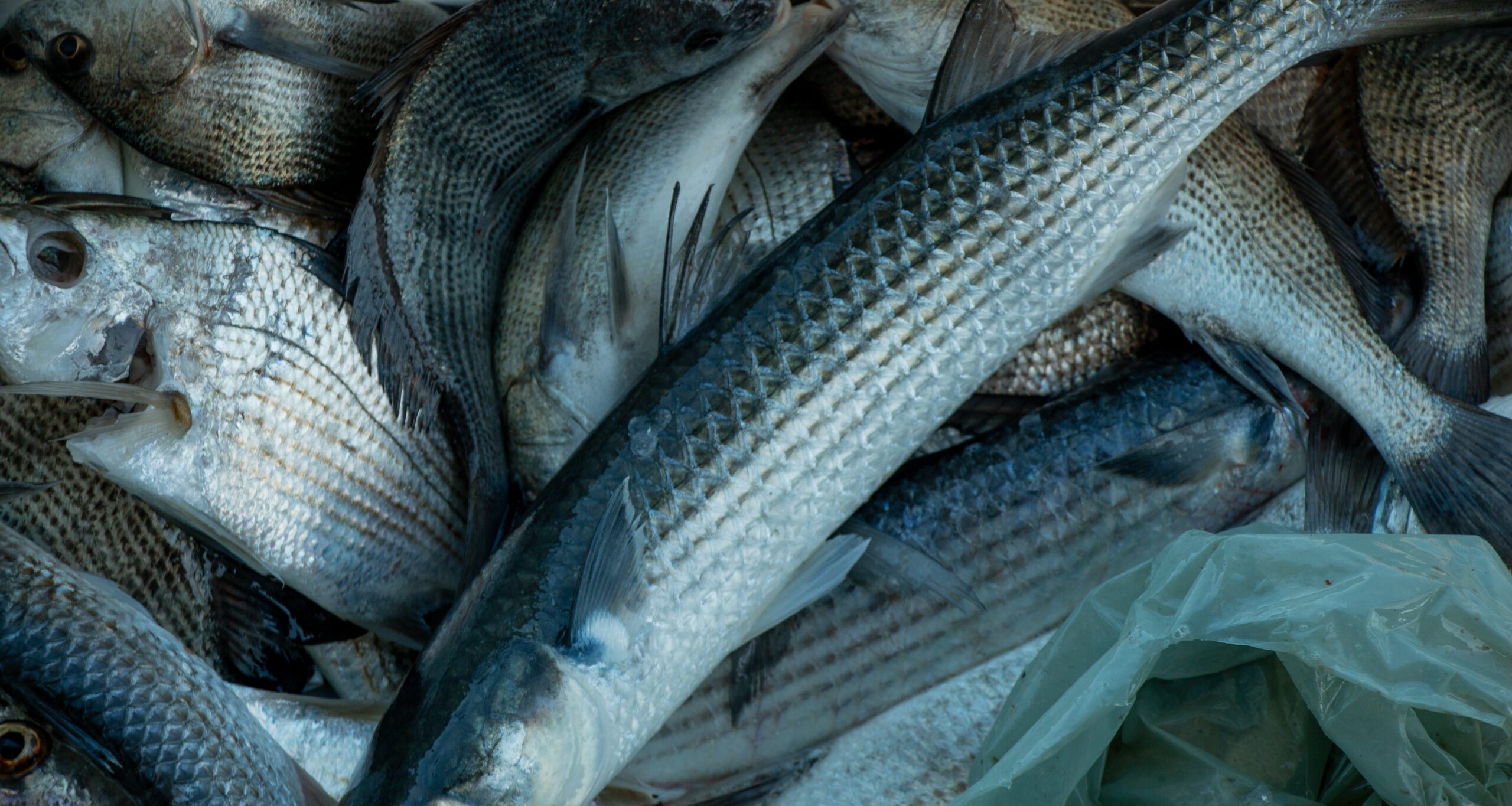 Impressão digital de peixes revela origem, diz Embrapa - Imagem do artigo