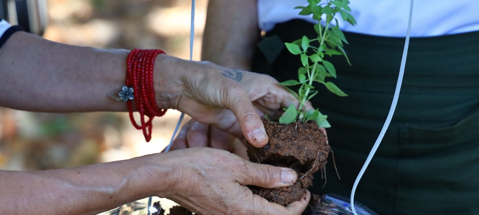 Horta em casa: guia gratuito da USP ensina cultivo - Imagem do artigo