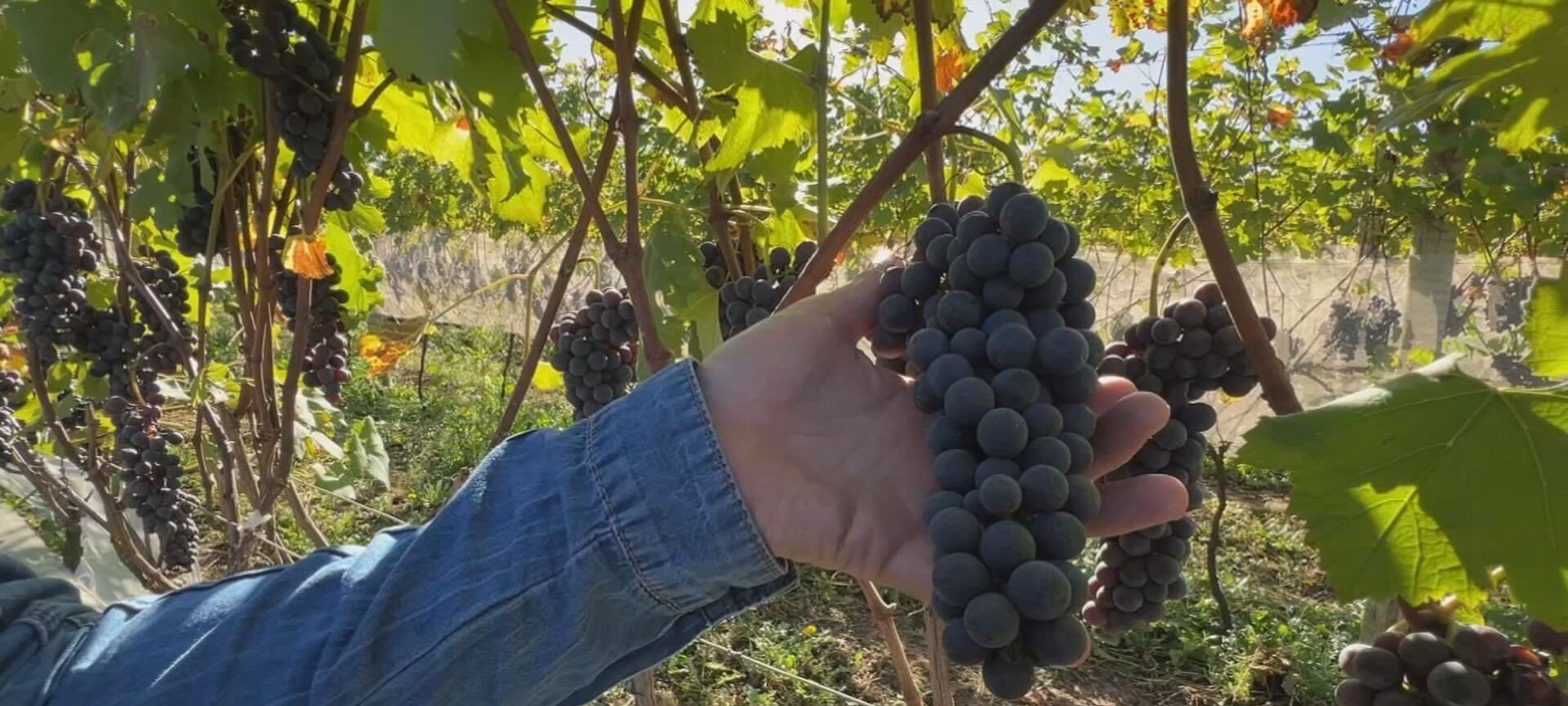 Uva Nebbiolo impulsiona viticultura de inverno em São Roque - Imagem do artigo