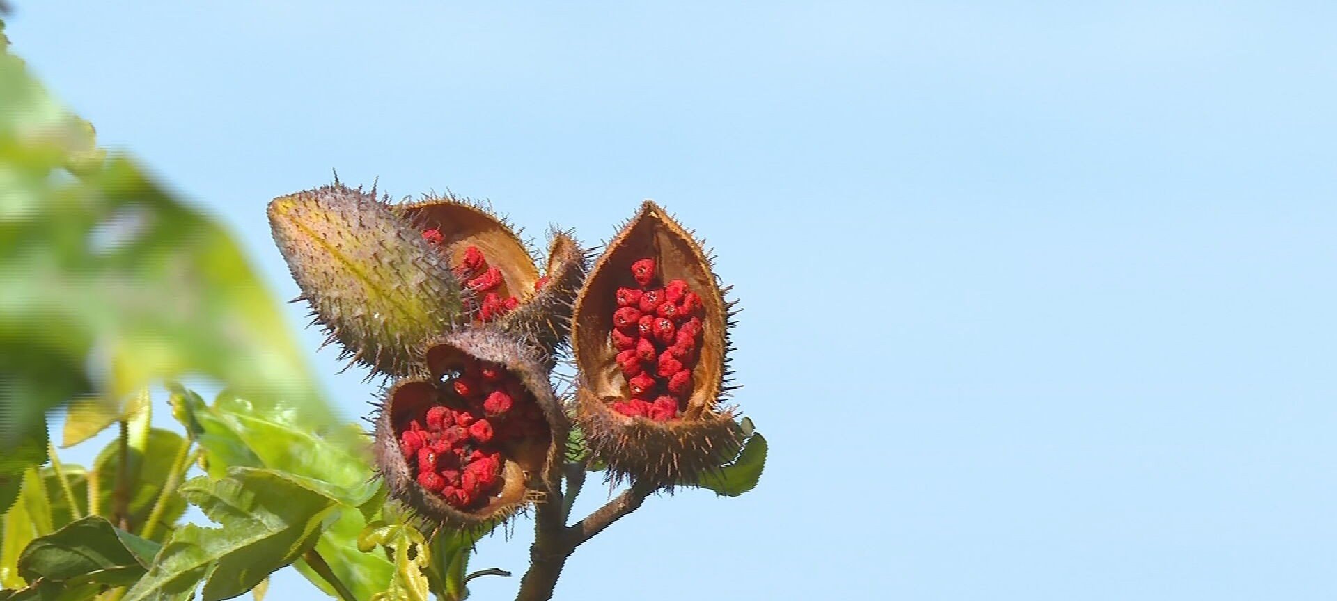 Safra de urucum tem lucro baixo e preocupa produtores - Imagem do artigo