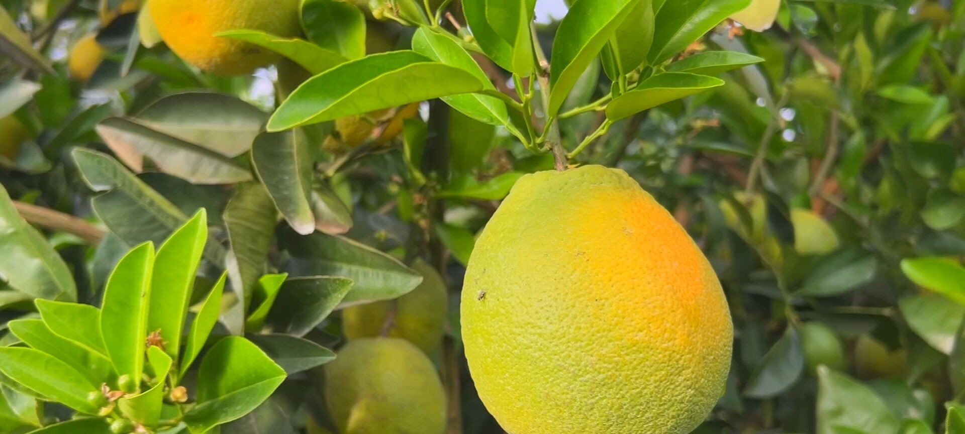 Safra de laranja cresce em SP, mas preço cai 53% na safra - Imagem do artigo