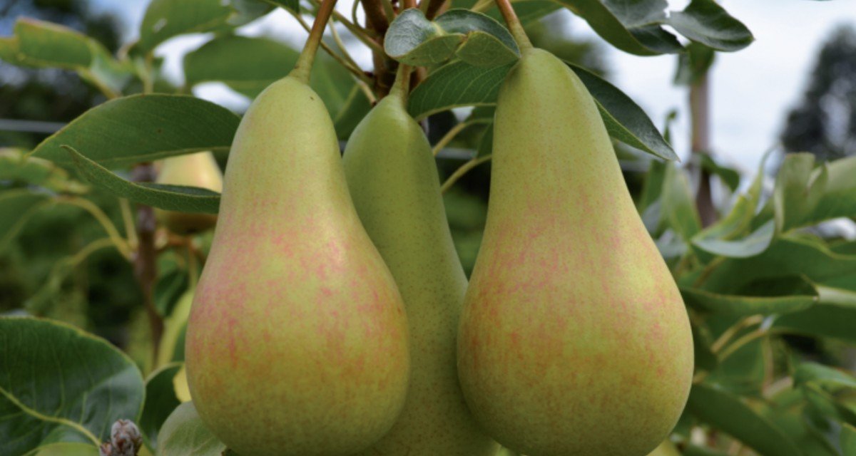 Cultivar peras: guia gratuito da Embrapa ensina variedades - Imagem do artigo