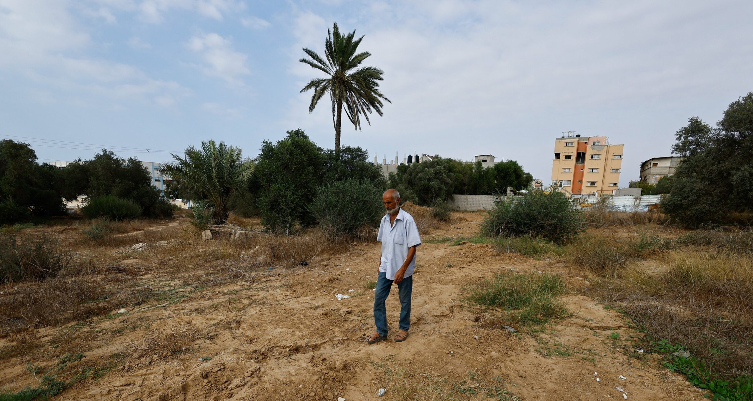 Azeite em Gaza: colheita despenca após destruição - Imagem do artigo original